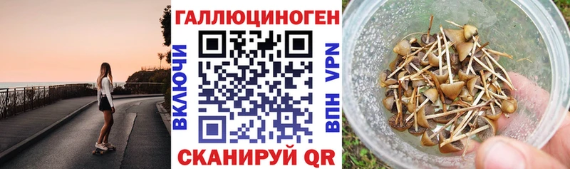 Купить  Окуловка  Псилоцибиновые грибы Cubensis 